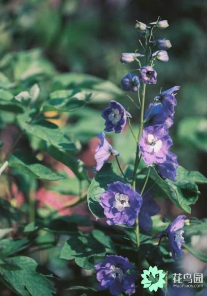 飞燕草怎么种植「飞燕草怎么种植方法」