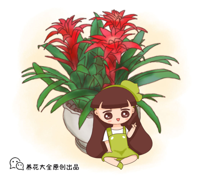 鸿运当头花怎么养「鸿运当头花怎么养怎么浇水」_5