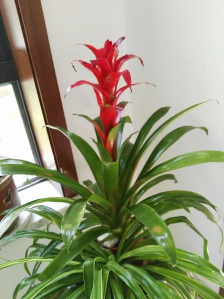 鸿运当头花怎么养「鸿运当头花怎么养怎么浇水」_5