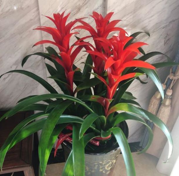 鸿运当头花怎么养「鸿运当头花怎么养怎么浇水」_6