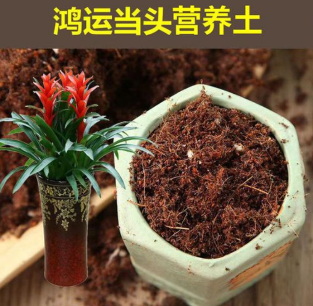 鸿运当头花怎么养才能开花「鸿运当头花怎么养才能开花呢」