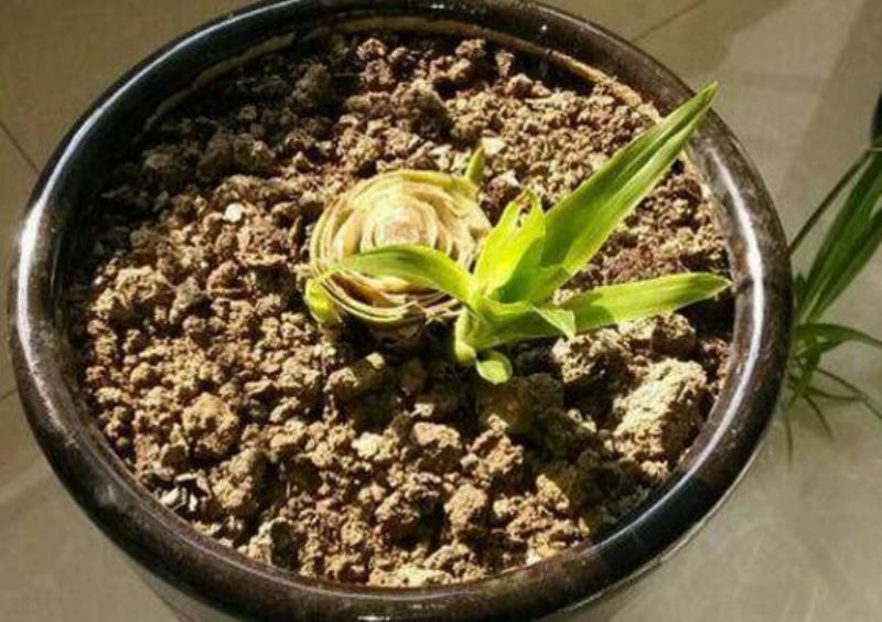 鸿运当头长侧芽后应该怎样处理「鸿运当头小芽怎样分株图解」