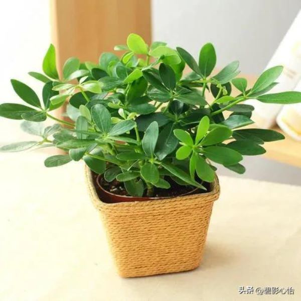 鹅掌木几天一浇水好「鹅掌木多久浇一次水」