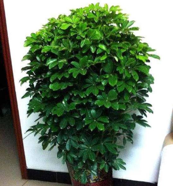 鹅掌木叶子发黄枯萎怎么办「鹅掌木叶子发黄枯萎怎么办呢」