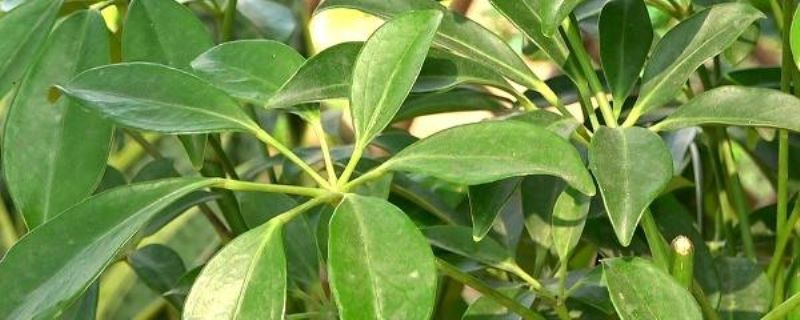 鹅掌木怎么培育「鹅掌木怎么培育成活率高」