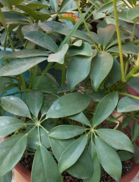 鹅掌花怎么养「鹅掌花怎么养才能更旺盛」