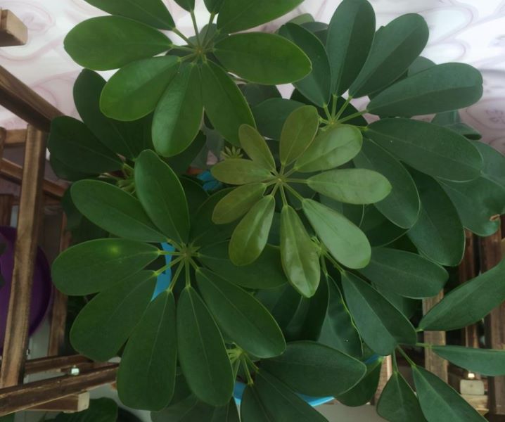 鹅掌花怎么养「鹅掌花怎么养才能更旺盛」