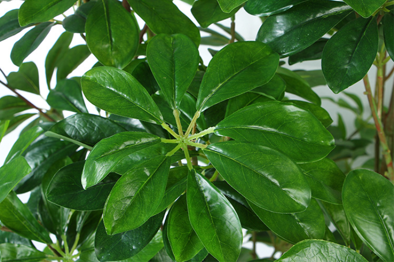 鹅掌花怎么养「鹅掌花怎么养才能更旺盛」
