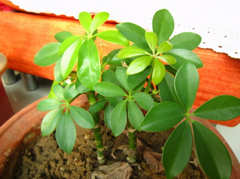 鹅掌花怎么养「鹅掌花怎么养才能更旺盛」