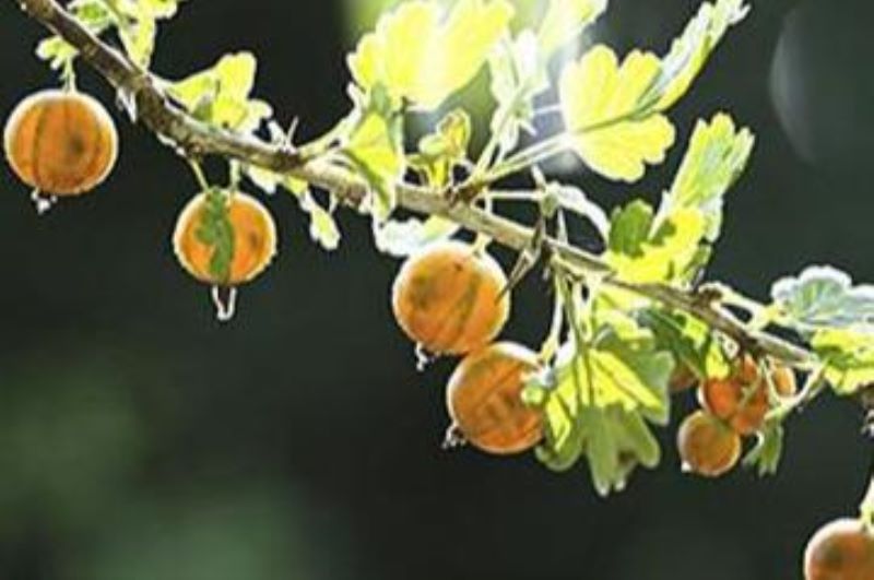 鹅莓怎么种植方法「鹅莓怎么种植方法视频」