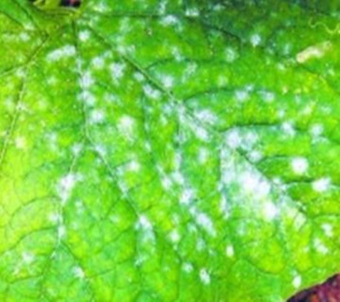 鹅莓怎么种植方法「鹅莓怎么种植方法视频」