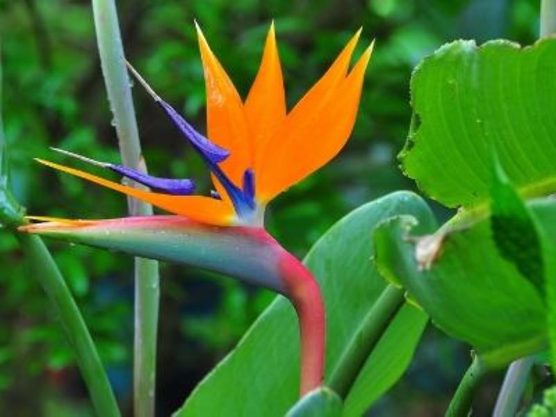 鹤望兰怎么养才能开花「鹤望兰几年才能开花」