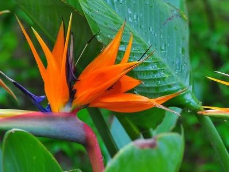 鹤望兰怎么养才能开花「鹤望兰几年才能开花」
