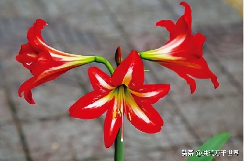 鹤顶红花怎么养殖护理「鹤顶红花怎么养殖护理方法」