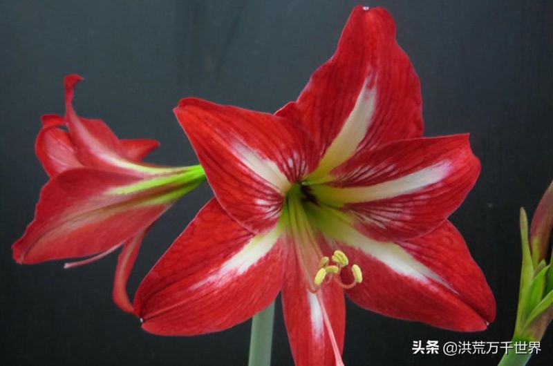 鹤顶红花怎么养殖护理「鹤顶红花怎么养殖护理方法」