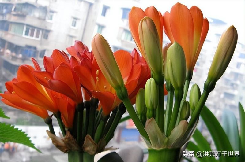 鹤顶红花怎么养殖护理「鹤顶红花怎么养殖护理方法」