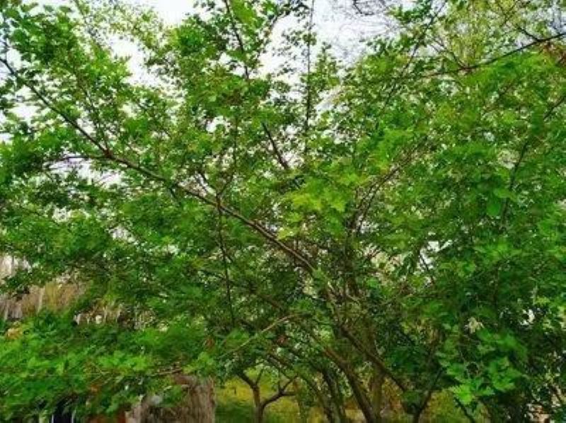 黄刺玫是草本还是木本「黄刺玫是草本还是木本花卉」