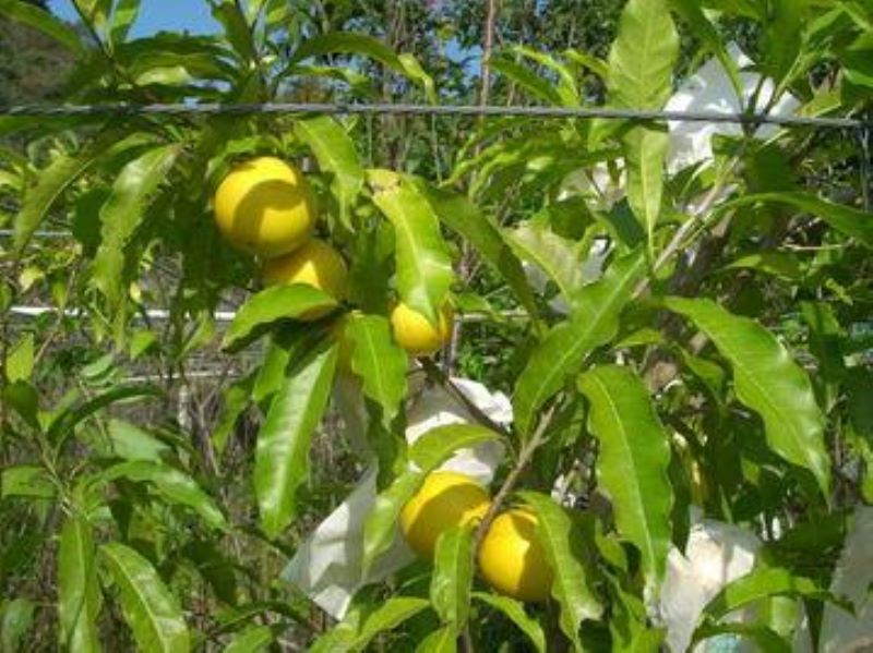 黄晶果怎么种植「黄晶果怎么种植管理-」