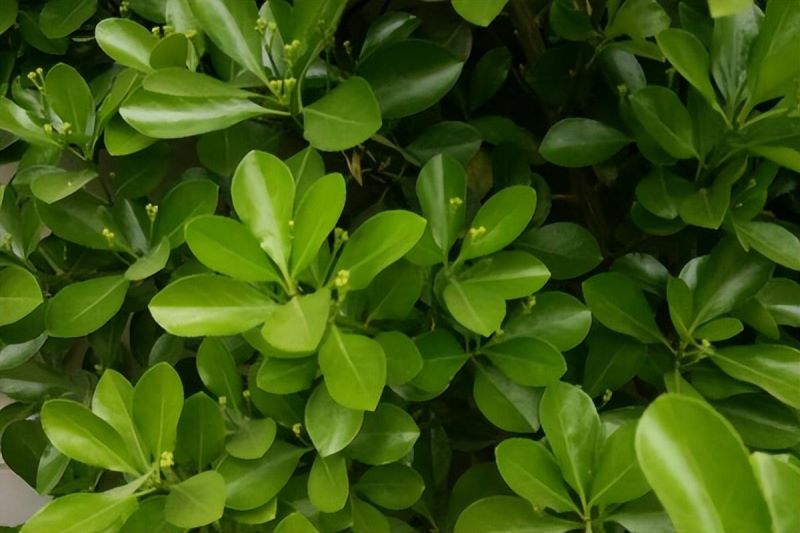 黄杨怎么种植「黄杨怎么种植才能成活」_1