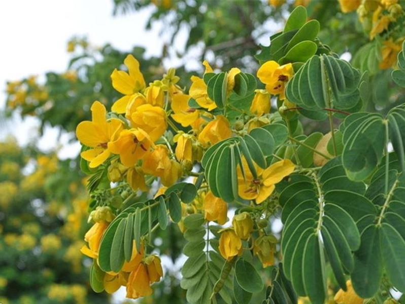 黄槐树花什么时候开花「黄槐树花什么时候开花结果」