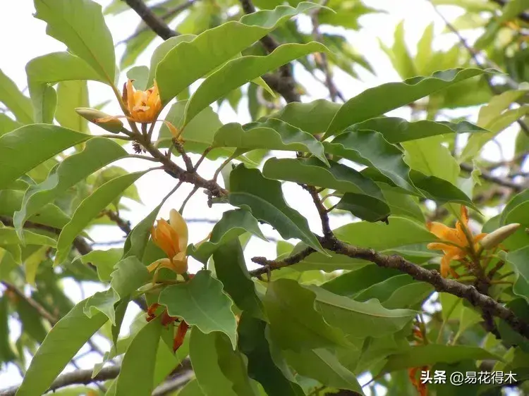 黄玉兰花怎么养才好「黄玉兰花怎么养才好看」