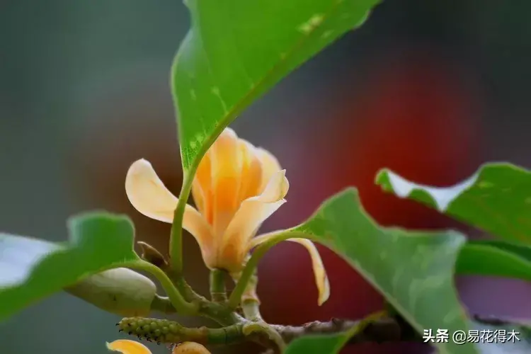 黄玉兰花怎么养才好「黄玉兰花怎么养才好看」