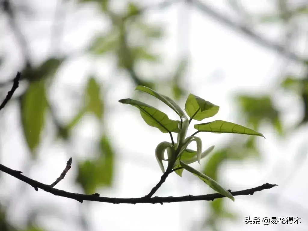 黄玉兰花怎么养才好「黄玉兰花怎么养才好看」