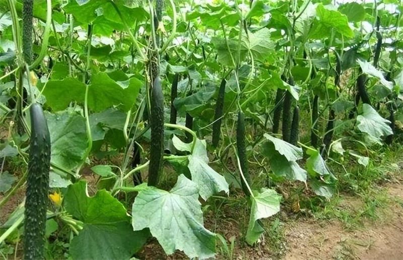 黄瓜怎么种植「黄瓜怎么种植方法」