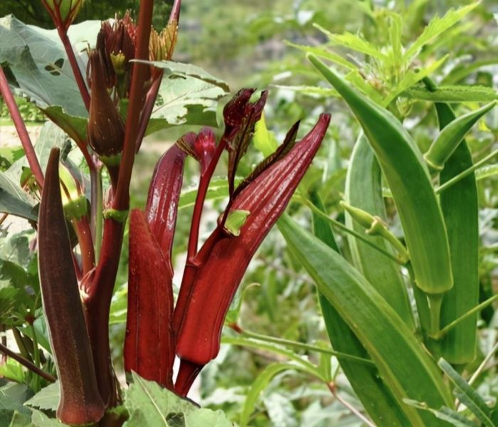 黄秋葵家庭种植方法是什么「黄秋葵家庭种植方法是什么呢」