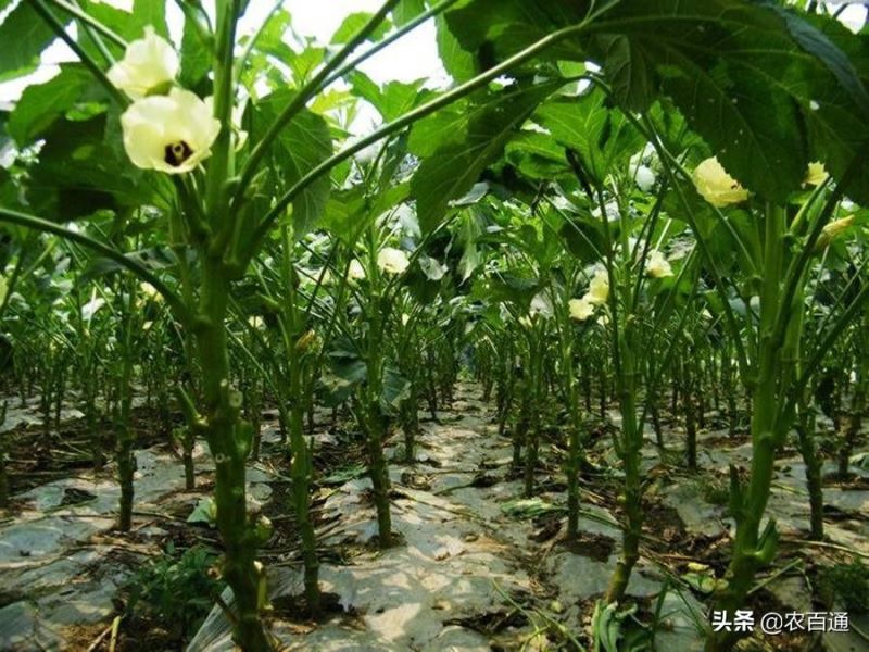 黄秋葵种子怎么种「黄秋葵种子怎么种植」
