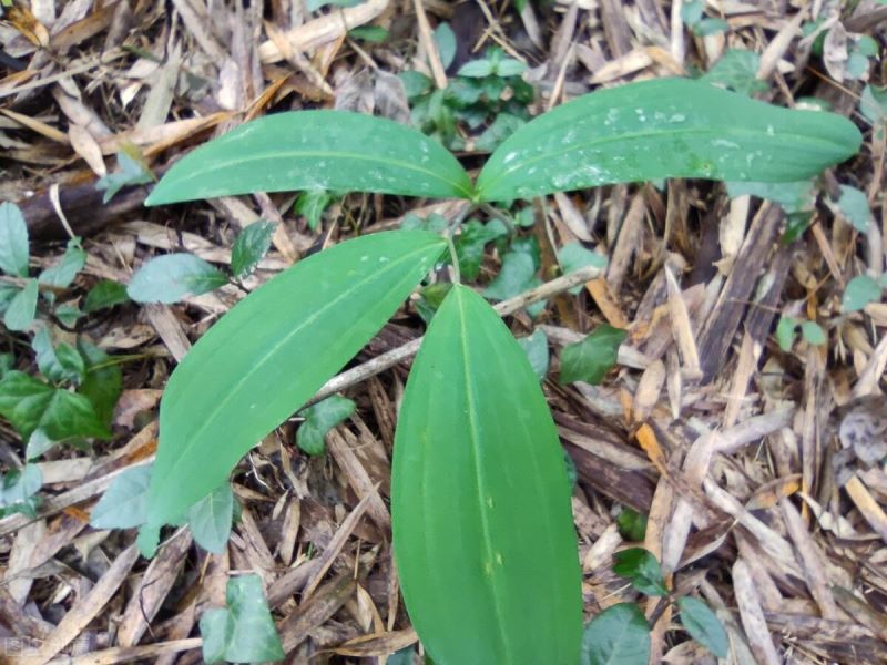 黄精怎样种植「未来10大暴利药材种植」