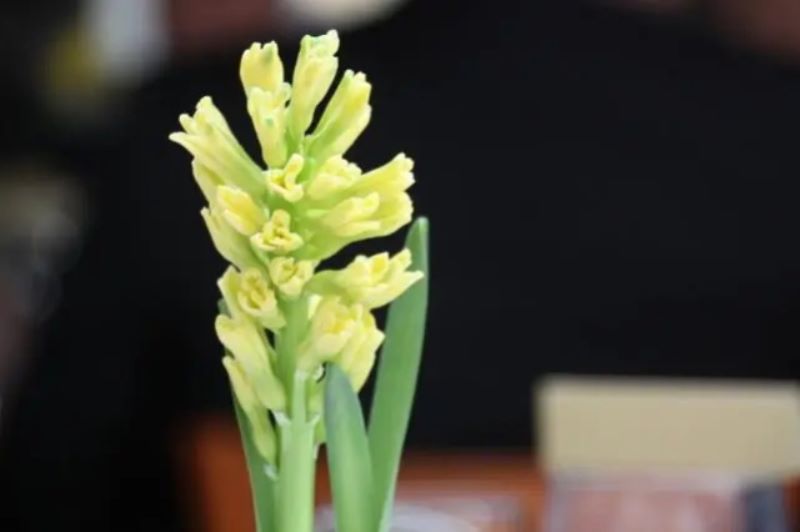 黄色风信子花语是什么？「黄色风信子花语是什么意思」