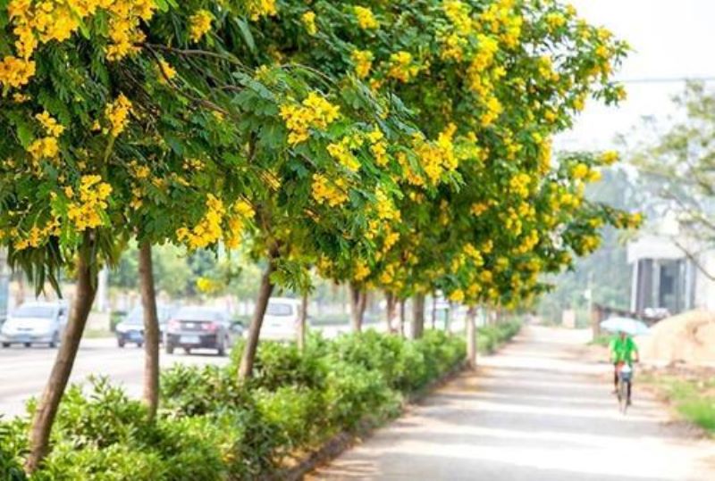 黄花决明子什么时候开花「黄花决明子什么时候开花结果」