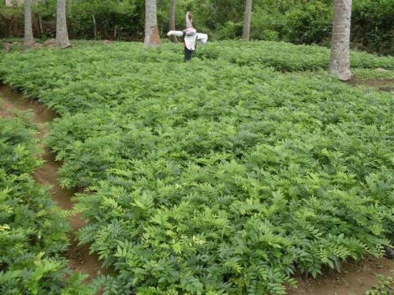 黄花梨种子怎么育苗「海南黄花梨种子怎么育苗」