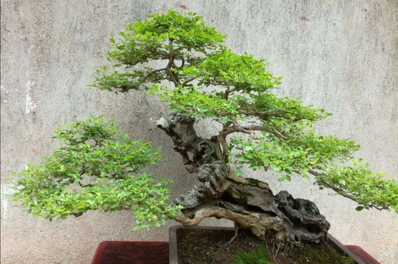 黄荆盆景怎么养「黄荆盆景怎么养护管理」