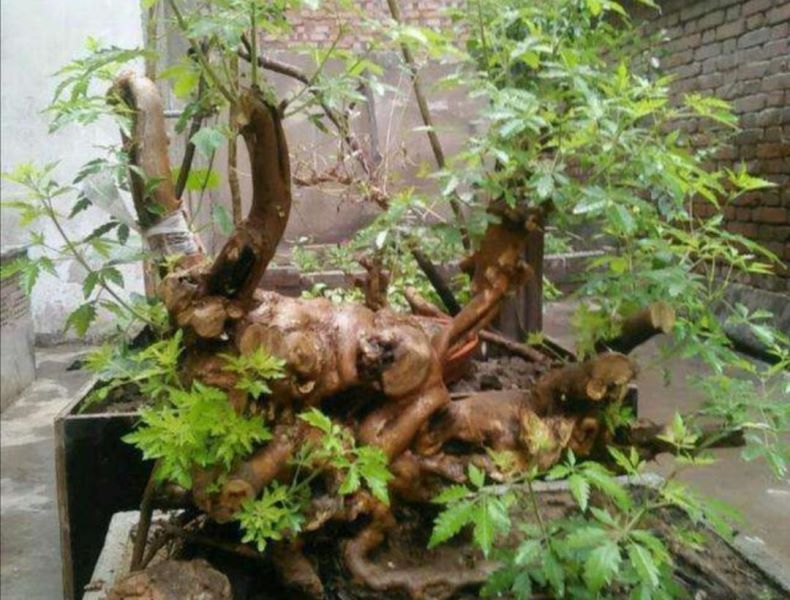 黄荆盆景怎么养「黄荆盆景怎么养护管理」