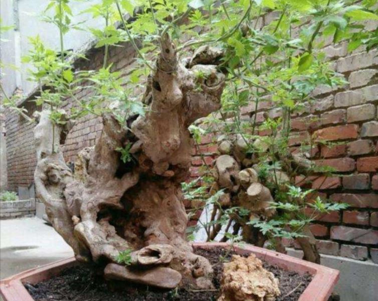 黄荆盆景怎么养「黄荆盆景怎么养护管理」