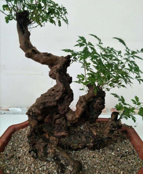 黄荆盆景怎么养「黄荆盆景怎么养护管理」