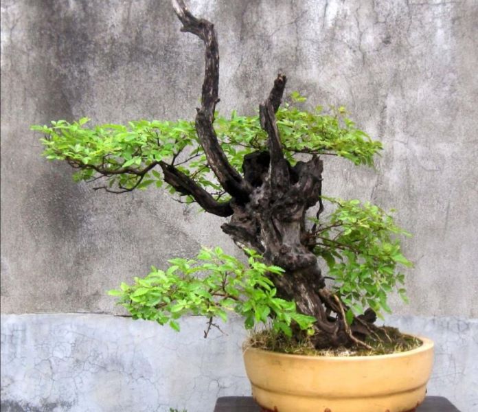 黄荆盆景怎么养「黄荆盆景怎么养护管理」