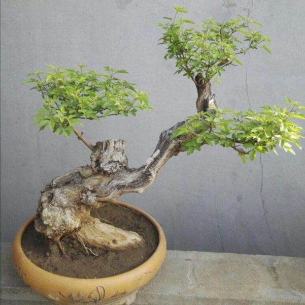 黄荆盆景怎么养「黄荆盆景怎么养护管理」