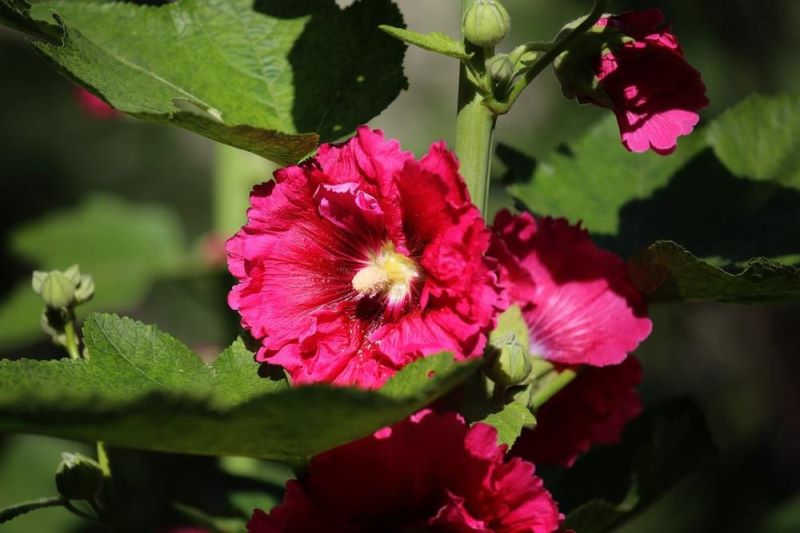 黄蜀葵怎么种植「黄蜀葵怎么种植产量高」
