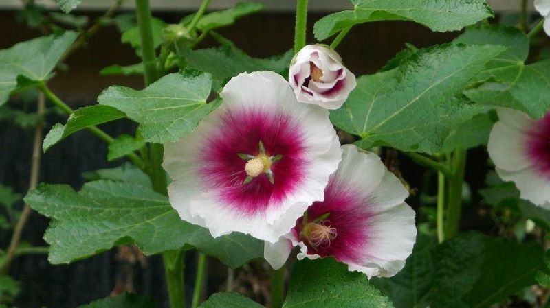 黄蜀葵怎么种植「黄蜀葵怎么种植产量高」