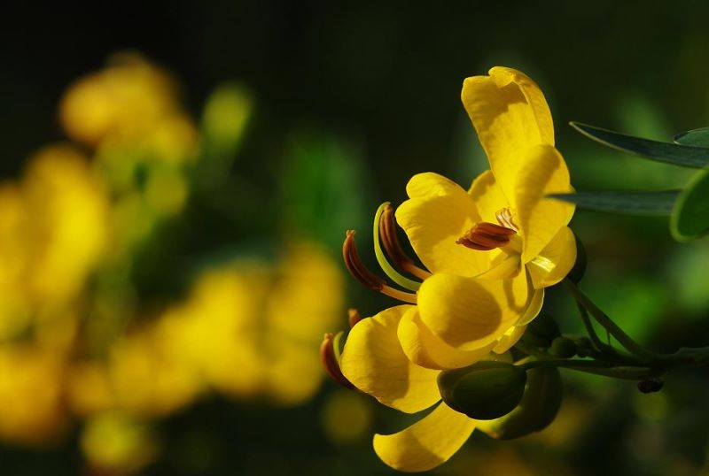 黄金槐什么时候开花「黄金槐什么时候开花结果」