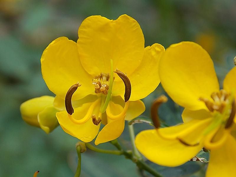 黄金槐什么时候开花「黄金槐什么时候开花结果」