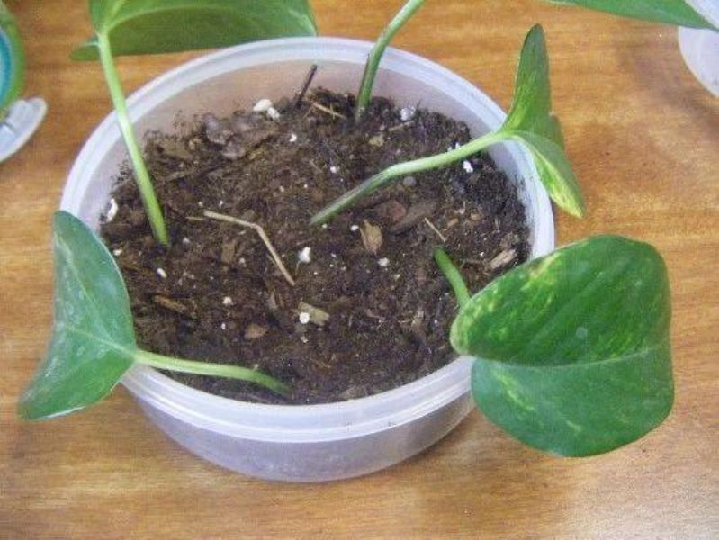 黄金葛植物怎么养「黄金葛植物怎么养护和浇水」