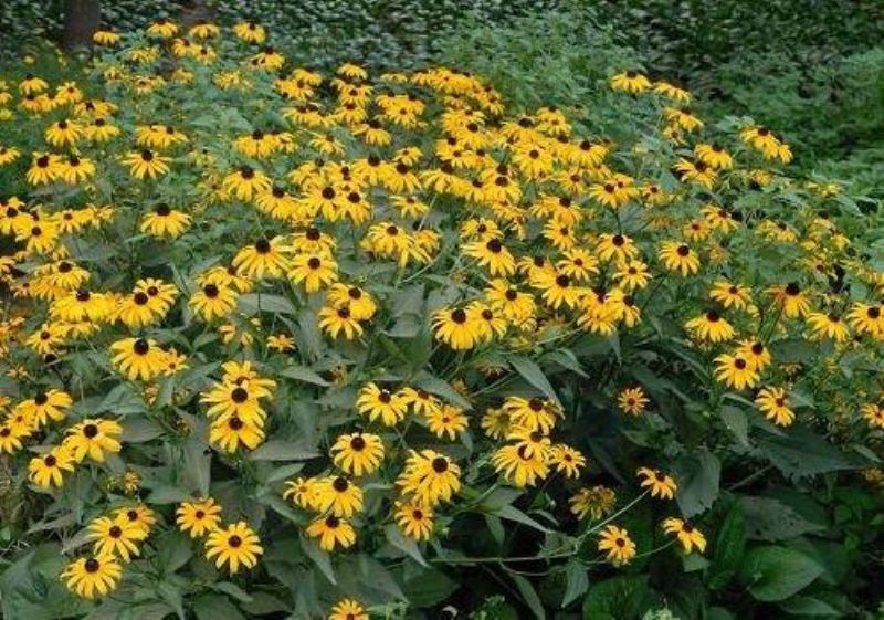 黑心菊开花季节是几月份「黑心菊开花季节是几月份开花」