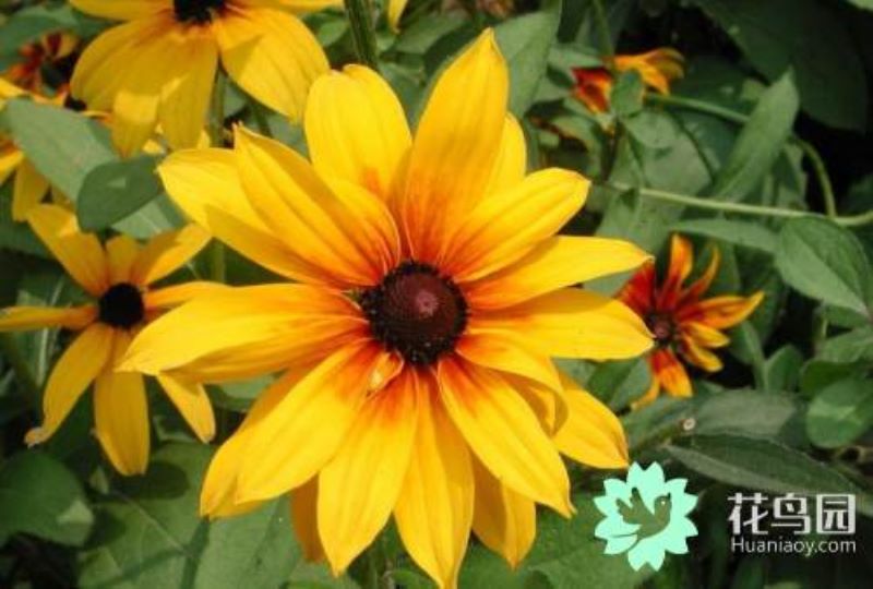 黑心菊播种方式有哪些「黑心菊播种方式有哪些种类」