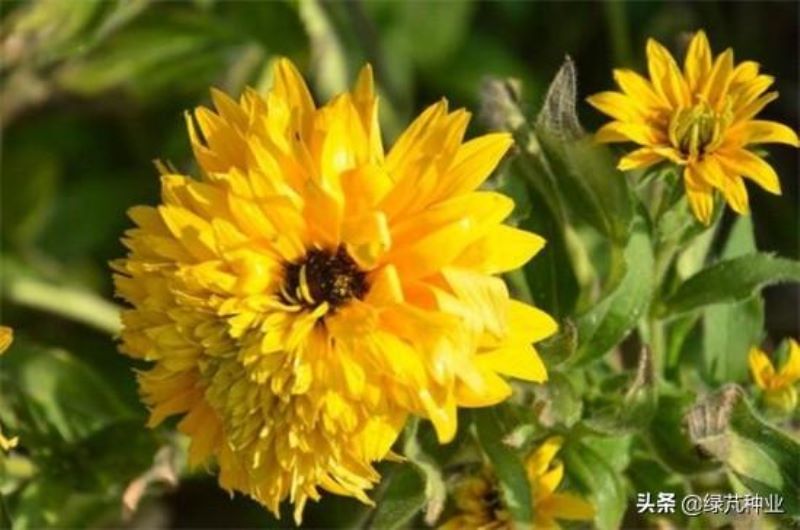 黑心菊花什么时候种最好「黑心菊花什么时候种最好活」