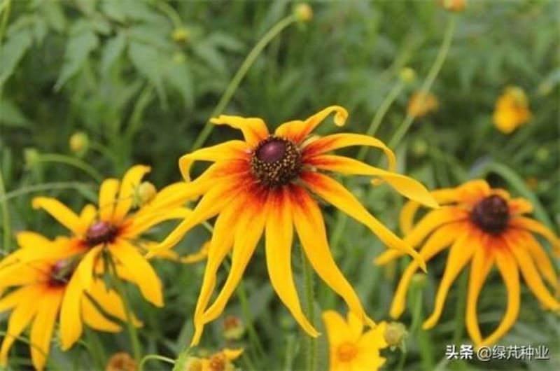 黑心菊花什么时候种最好「黑心菊花什么时候种最好活」