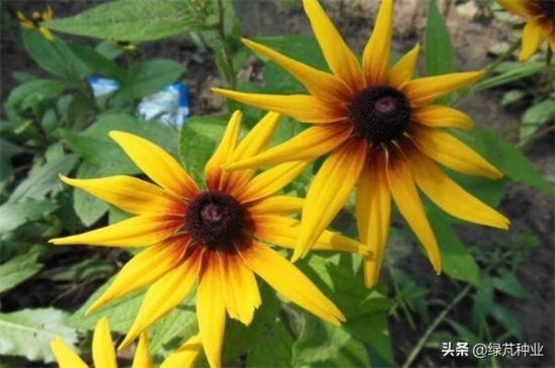 黑心菊花什么时候种最好「黑心菊花什么时候种最好活」